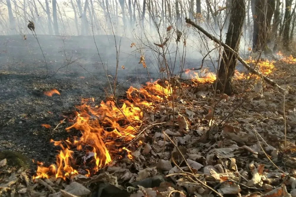 Пожароопасный период объявлен в Биробиджане: граждан предупреждают об ответственности