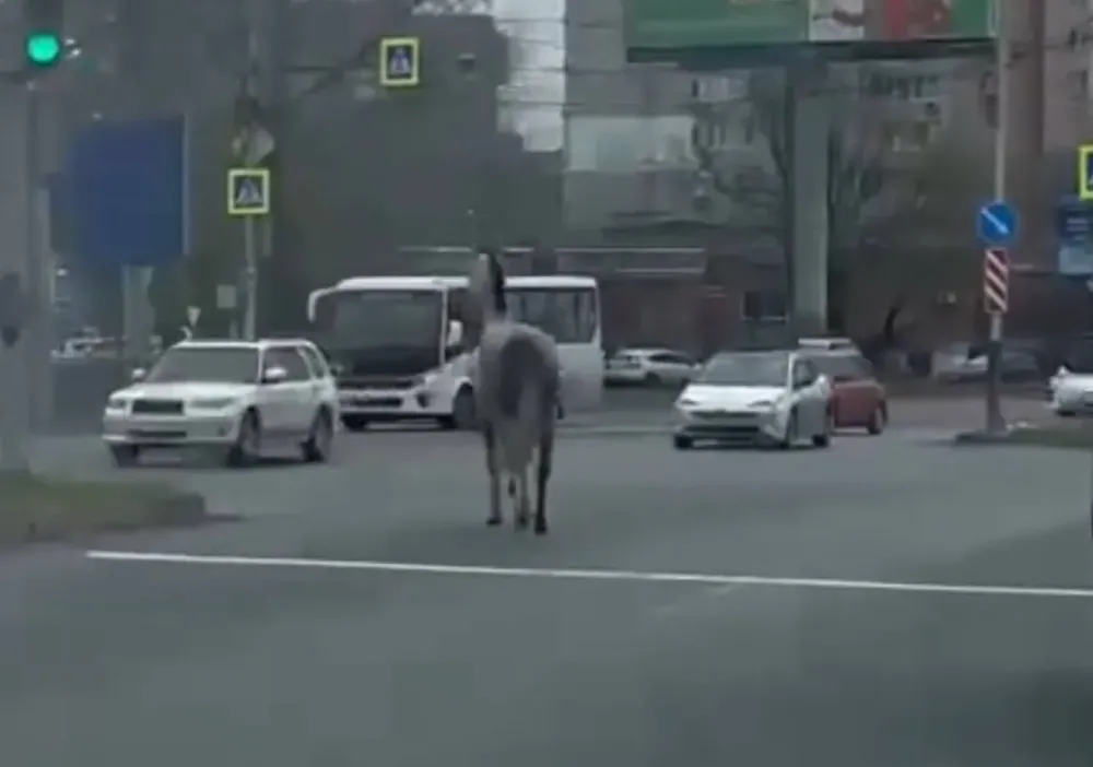 Полиция оштрафовала владельца лошади, бегающей по проезжей части в Хабаровске