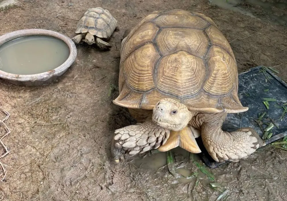 В России обновлен перечень запрещенных к содержанию животных