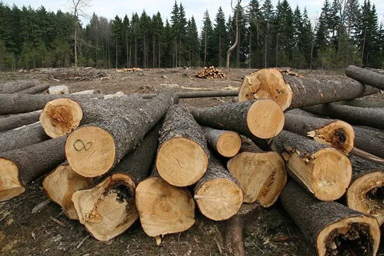 Участником банды черных лесорубов стал полицейский в Хабаровском крае