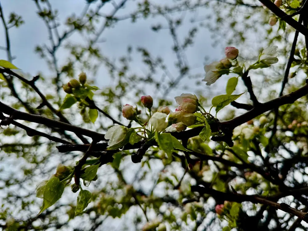 Гороскоп на 16 мая: Раки сосредоточьтесь на новостях, Стрельцы найдут выход из любых ситуаций