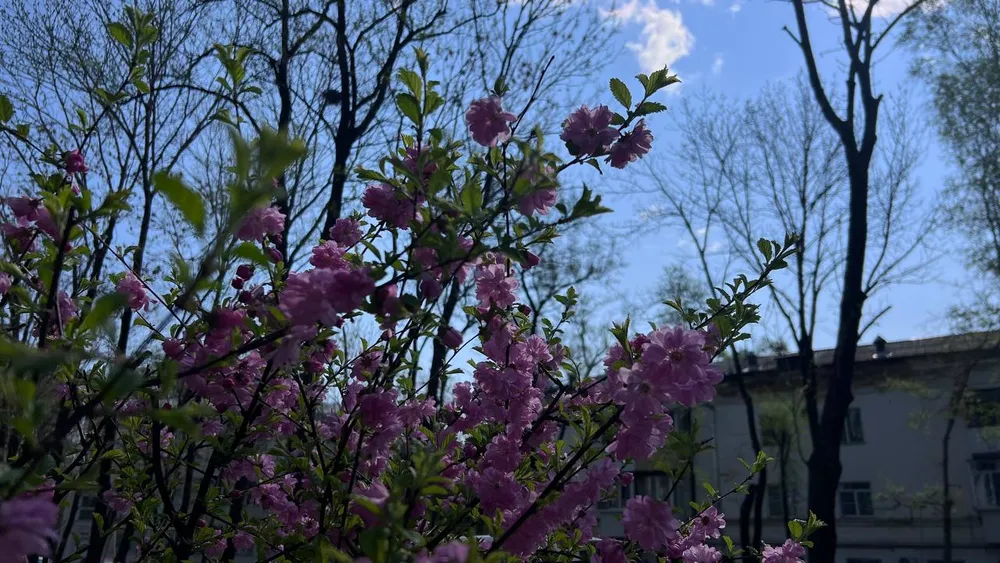 Переменная облачность до +23°: погода на 17 мая в ЕАО