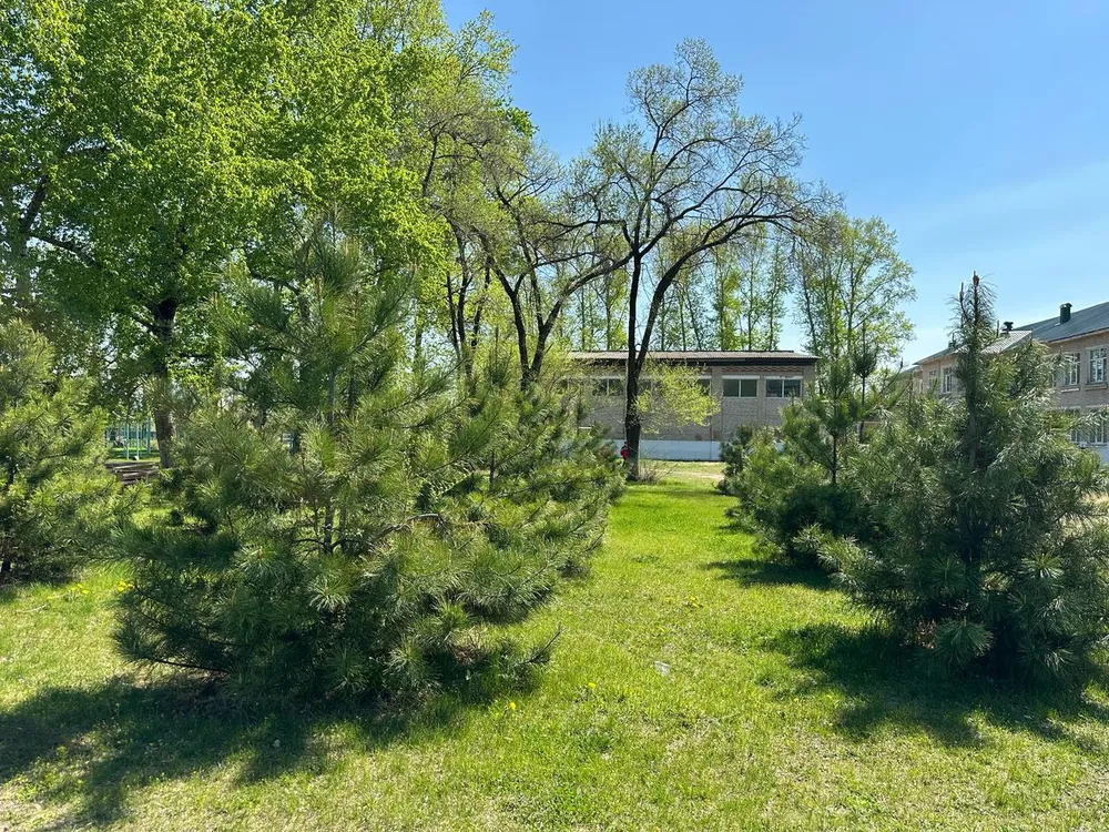 Патриотическая акция по высадке кедров прошла в ЕАО