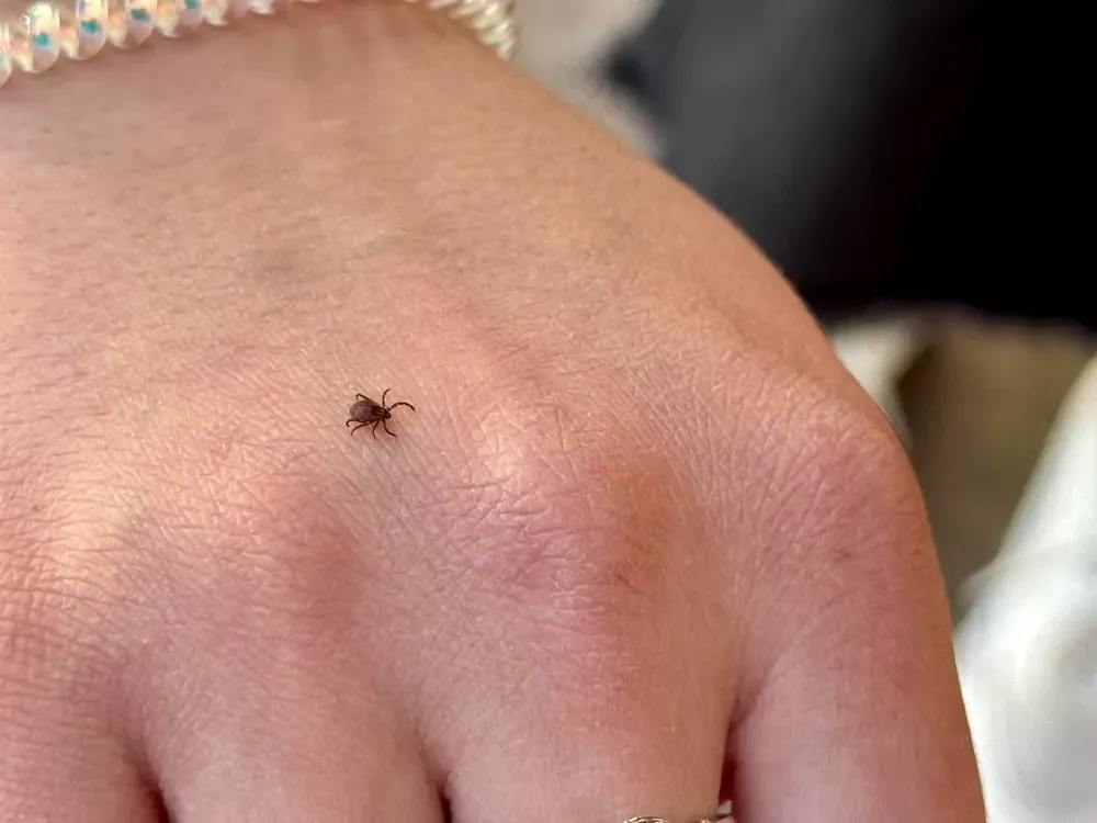 Роспотребнадзор дал рекомендации по защите детей от клещей