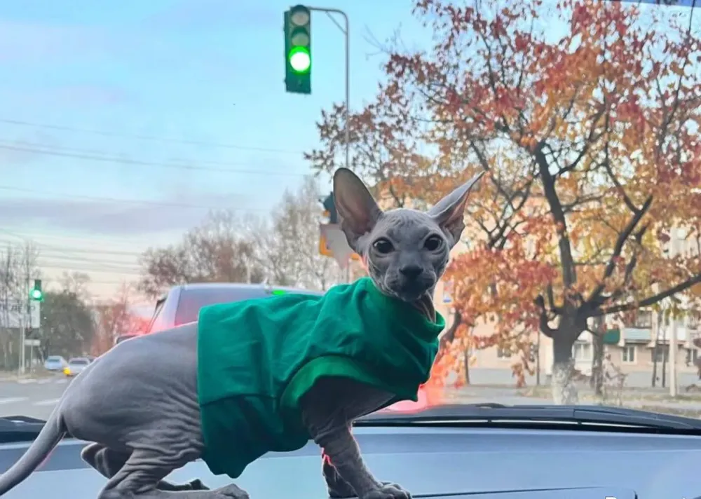 Какой штраф грозит автовладельцам за неправильную перевозку питомцев