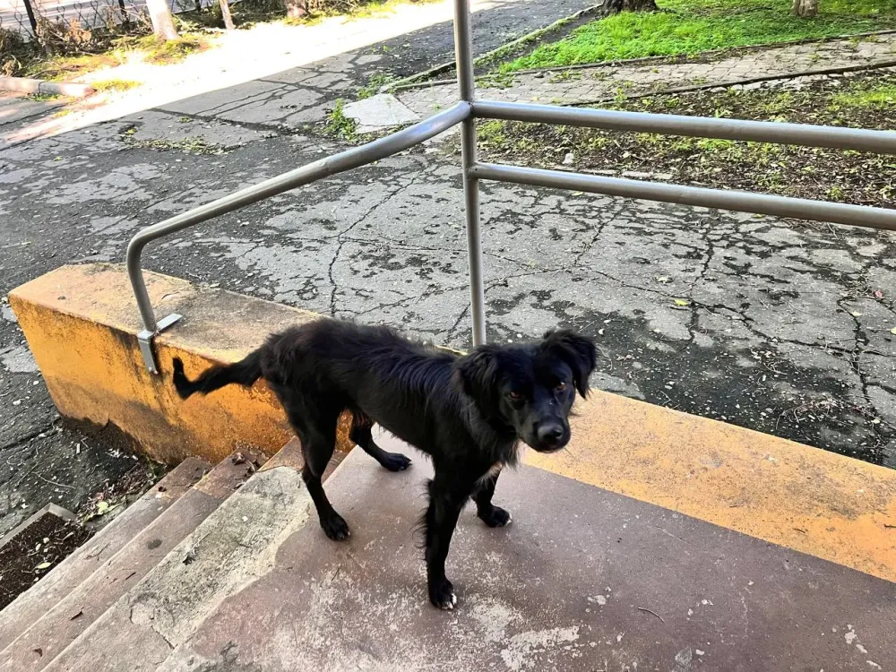 Хабаровские депутаты поддержали закон об эвтаназии бездомных животных