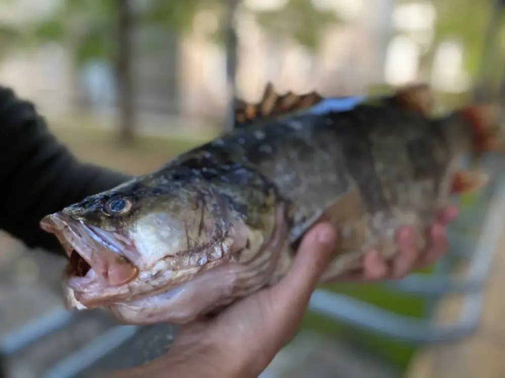 В Хабаровском крае суд рассмотрит дело о незаконной добыче осетра и калуги на реке Амур