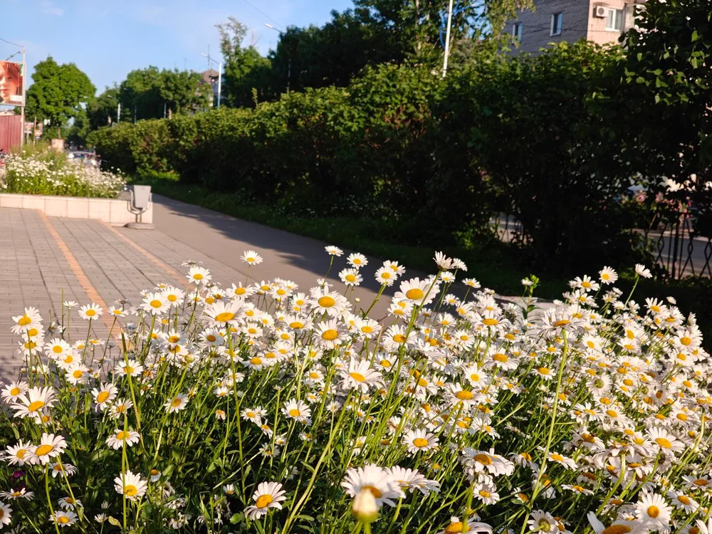 Ясно и ветренно: погода на 27 июня в ЕАО