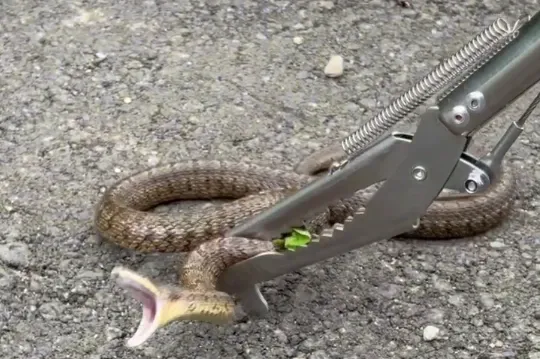 Змею поймали в Биробиджане