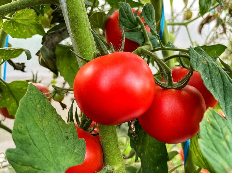 Более 25 тонн зараженных вирусом томатов пытались ввезти в ЕАО из Китая