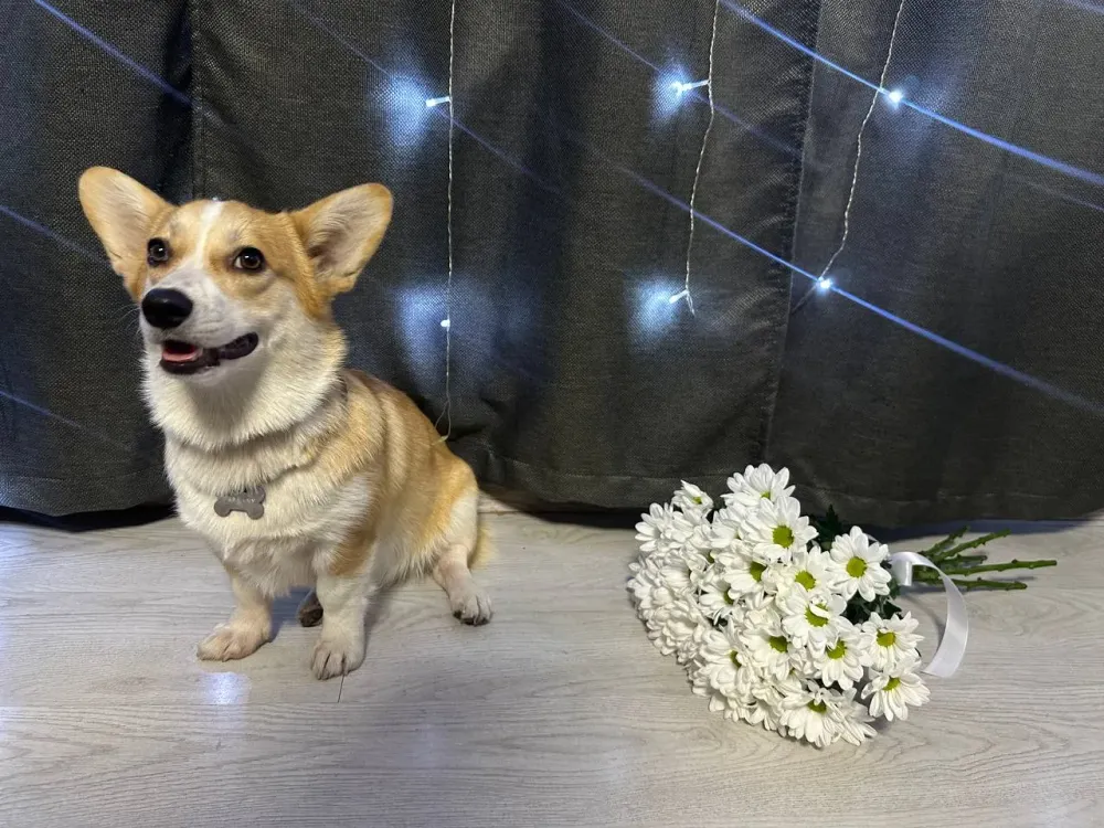 В Хабаровске местная жительница предстанет перед судом за мошенничество с породистыми животными