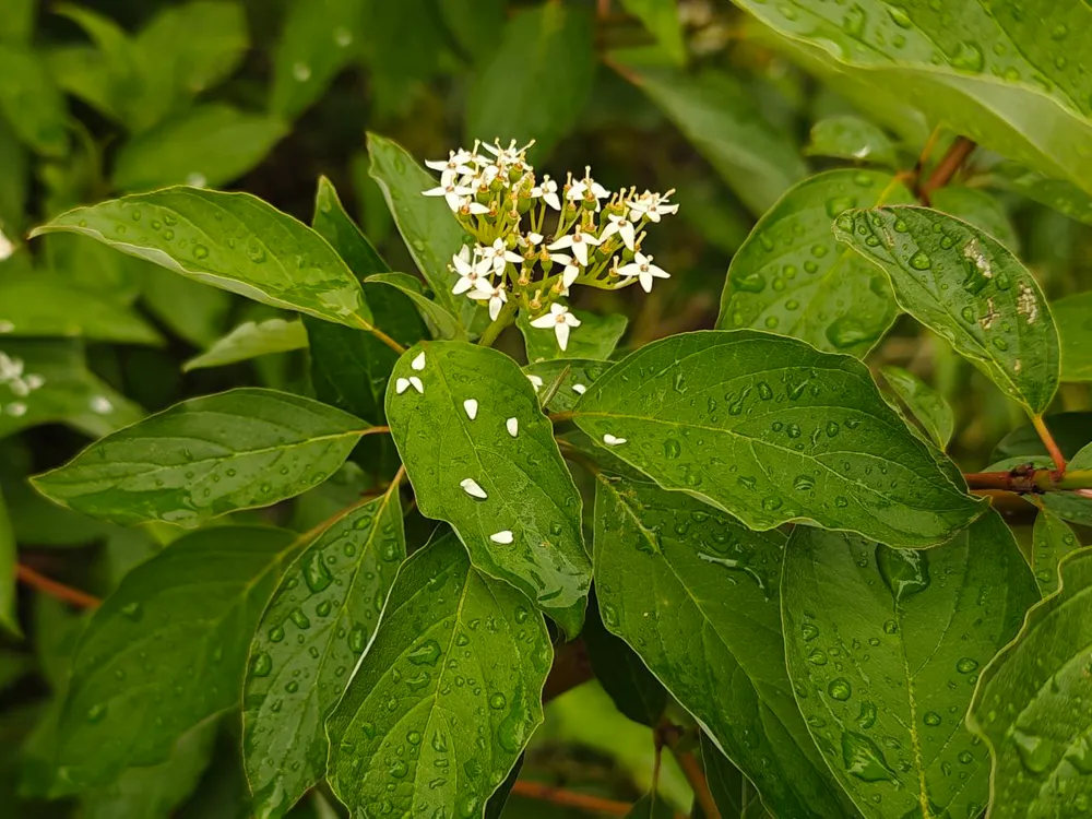 Переменная облачность, возможна гроза: погода на 13 июня в ЕАО