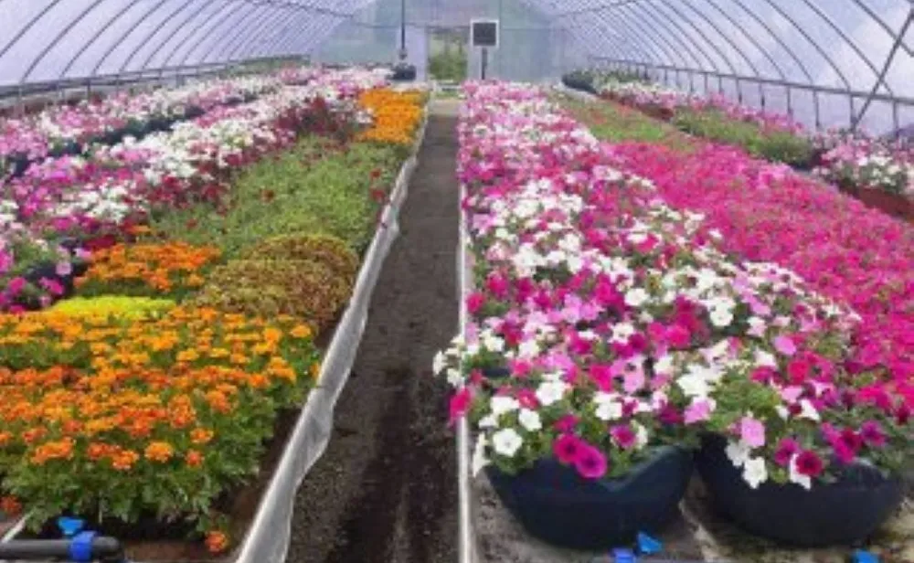 Тысячами цветов будут украшены населенные пункты ЕАО этим летом