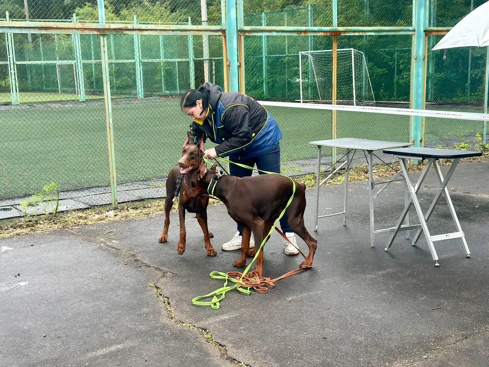 Юбилейный дог-квест пройдет в Биробиджане