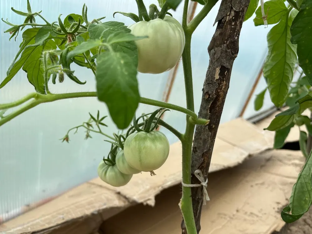 Проверенный рецепт подкормки томатов для дачников