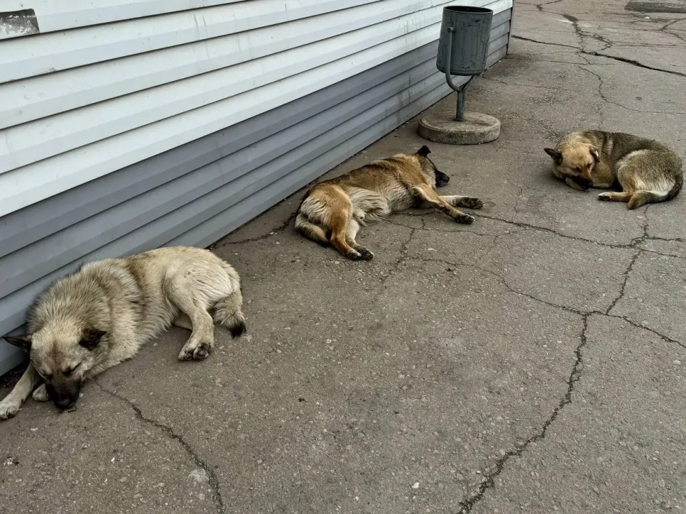 Прокуратура добилась выплаты пострадавшей от бродячей собаки в ЕАО