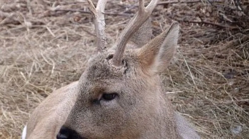 Браконьер обязан возместить ущерб охотничьему фонду в ЕАО