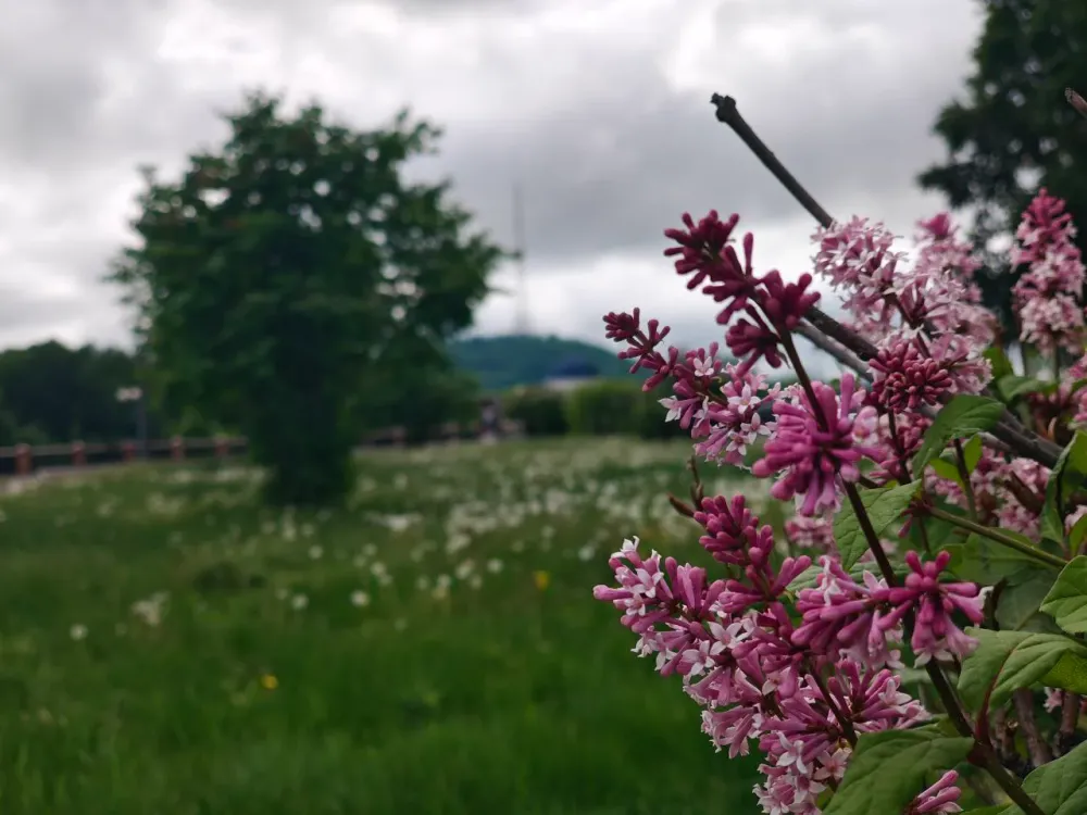 Ухудшение погоды прогнозируют синоптики: прогноз на 9 июня в ЕАО