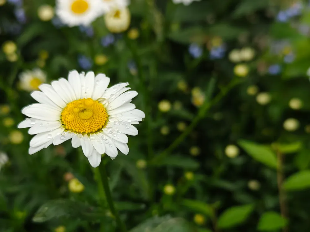 Переменная облачность, сильный дождь: погода на 21 июня в ЕАО
