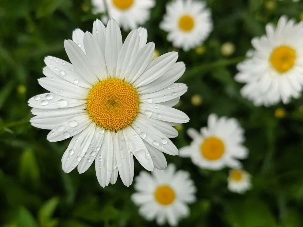 Сильный дождь, возможна гроза: погода на 17 июня в ЕАО