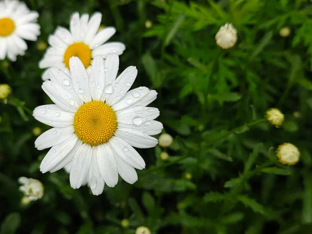 Гороскоп на 20 июня: Львам стоит не бояться рисковать, а Скорпионам задавать вопросы