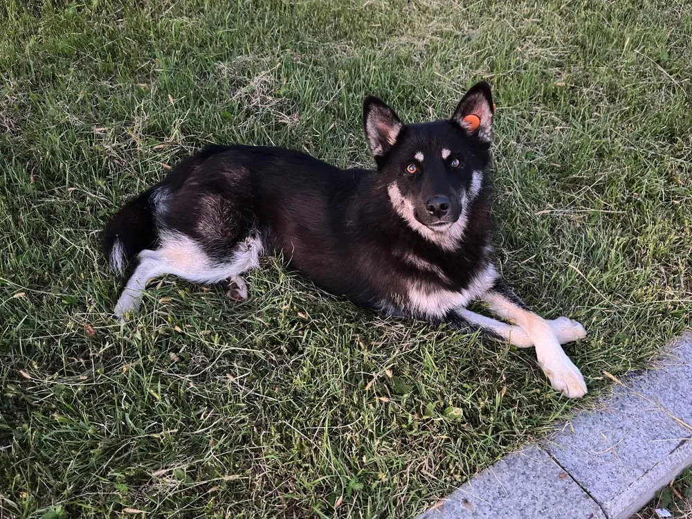Собака покусала ребенка в ЕАО — хозяин пса пошел под суд