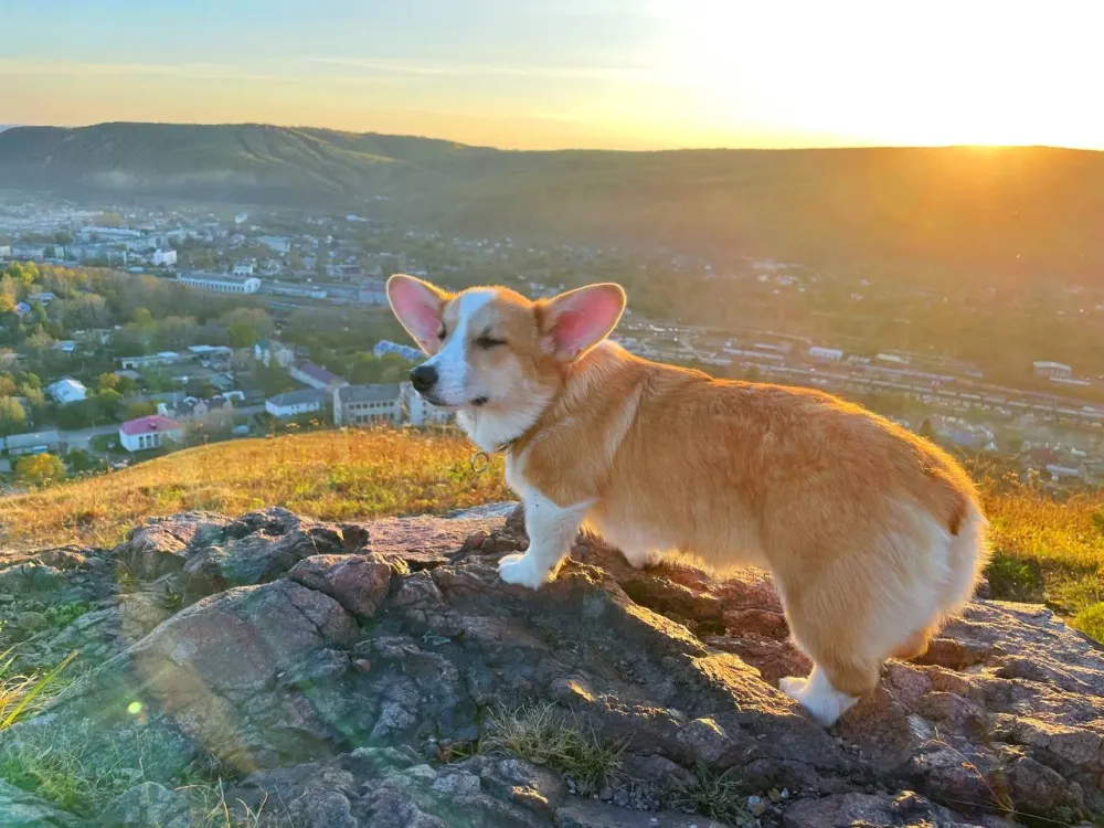 Гороскоп на 21 июня: Львы — планируйте день, Скорпионы — не берите на себя много