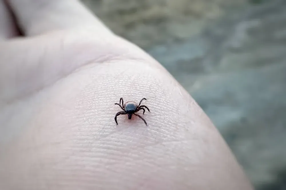 Тест на вирус, распространенный на Дальнем Востоке, разработали в Роспотребнадзоре