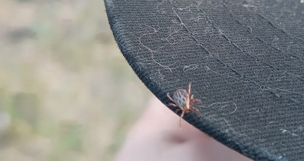 Клещевая активность в Хабаровском крае пошла на спад