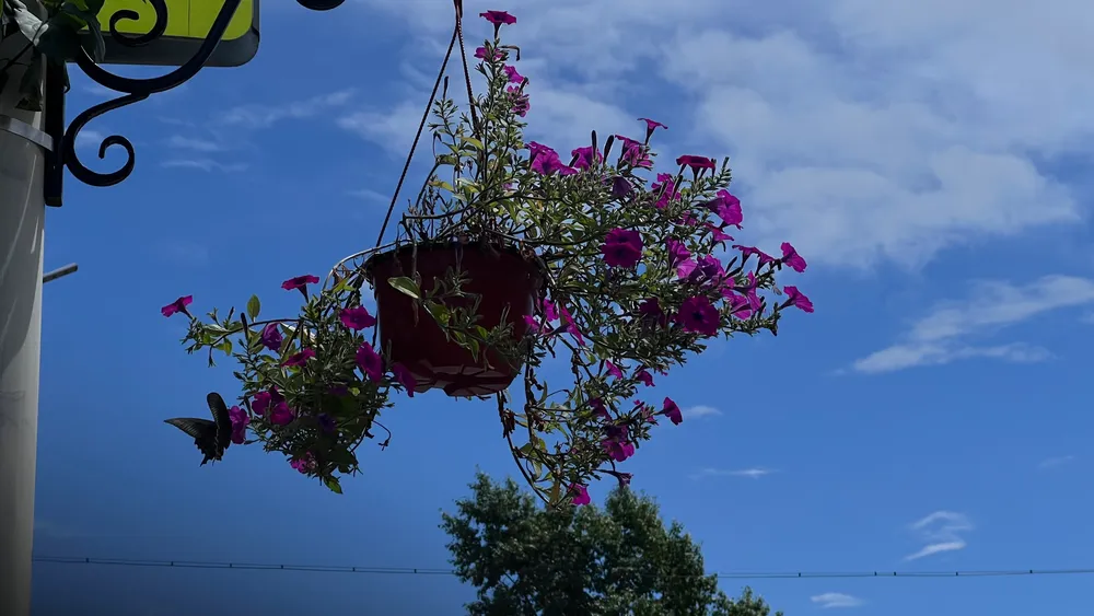 Сильный дождь и ветер: погода на 18 июля в ЕАО