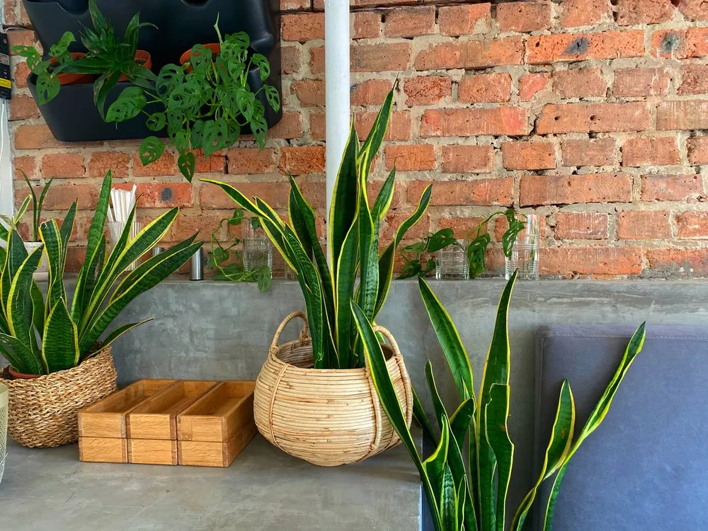 Гороскоп на 16 июля: Тельцы, насладитесь простыми вещами, Водолеи, выходите за рамки