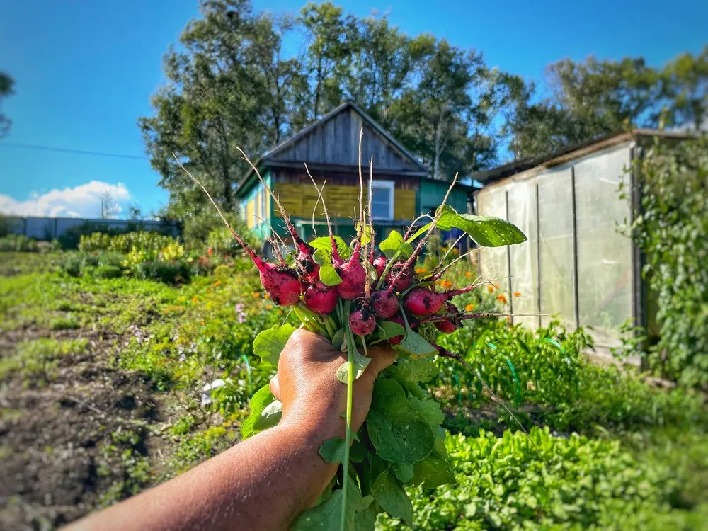 Штрафы до 20 тысяч рублей: Новые требования к обработке дачных участков