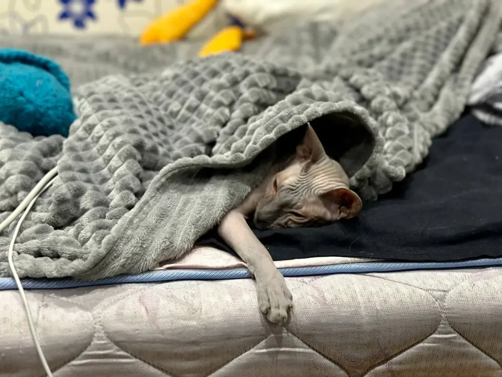 Пассажиры «Аэрофлота» теперь могут брать два контейнера с питомцами в салон самолета