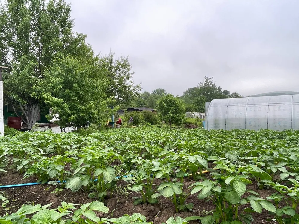 Лучшее средство в борьбе с колорадским жуком