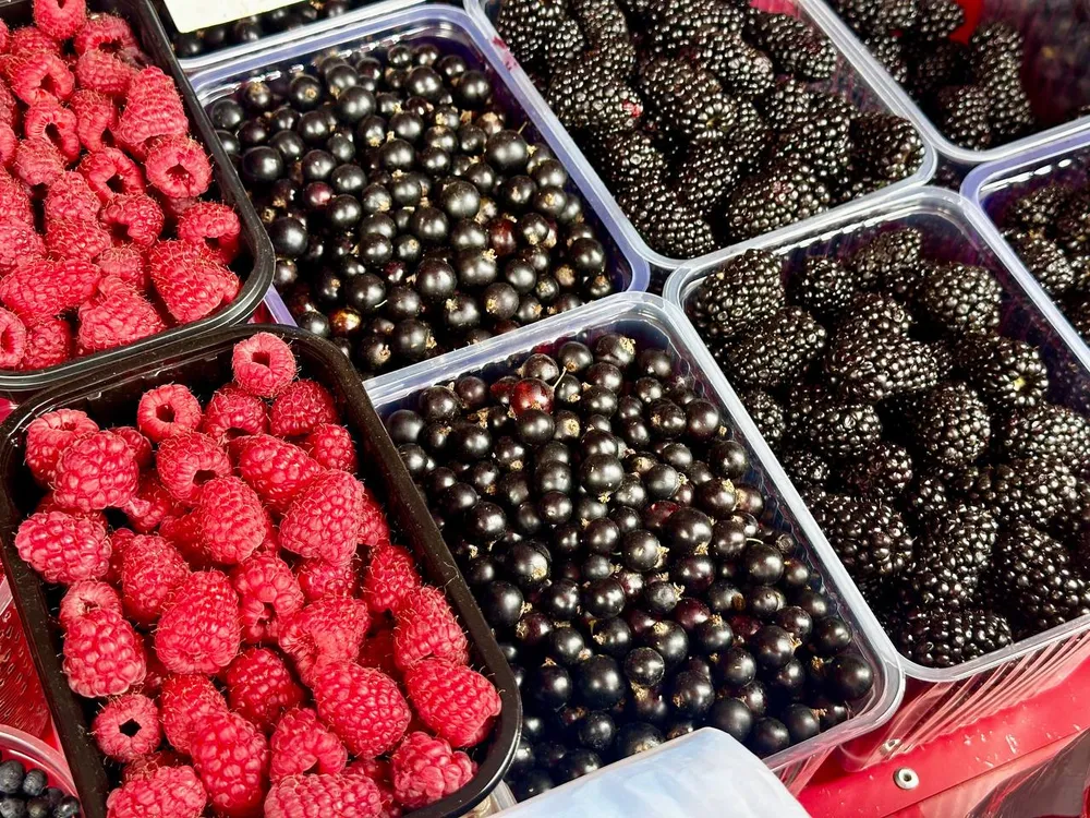 Лесной урожай под запретом: новые реалии для россиян