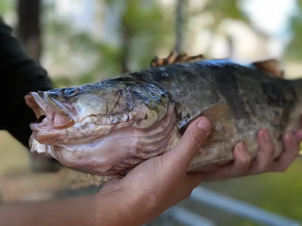 В Хабаровске завершили расследование дела о незаконной перевозке осетровой икры и фрагментов рыбы