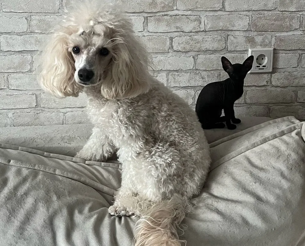 Оберег для питомца: как оформить полис для домашнего животного в ЕАО