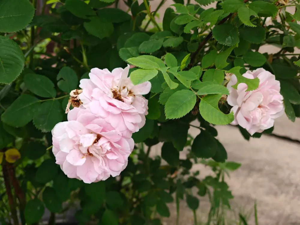 Ясно, до + 28: прогноз погоды на 10 июля в ЕАО