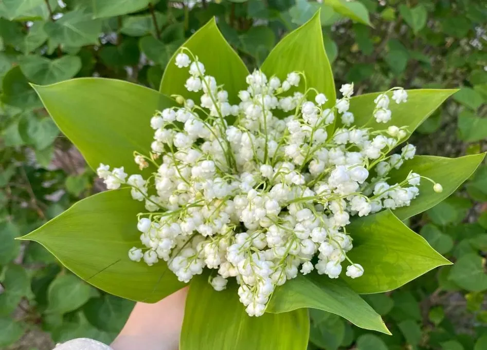 Об опасных растениях и ягодах предупреждает Роспотребнадзор