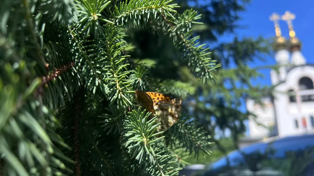 Урок мужества, лыжероллеры, мастер-классы от Бирарии — анонсы событий в ЕАО