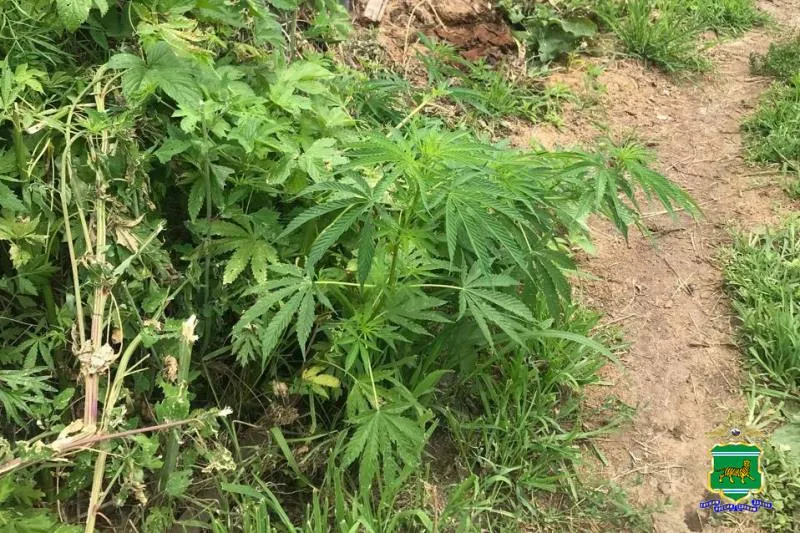 Житель ЕАО выращивал коноплю для «лечебных примочек»