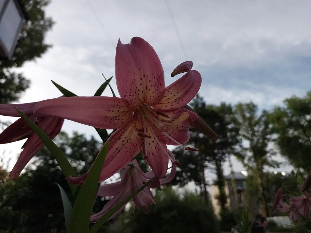 Переменная облачность, сильный дождь: погода на 17 июля в ЕАО