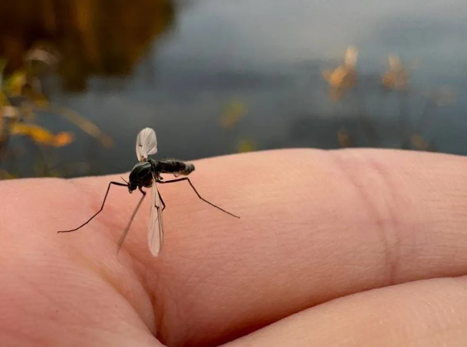 Около 150 видов кровососущих насекомых проживают в ЕАО