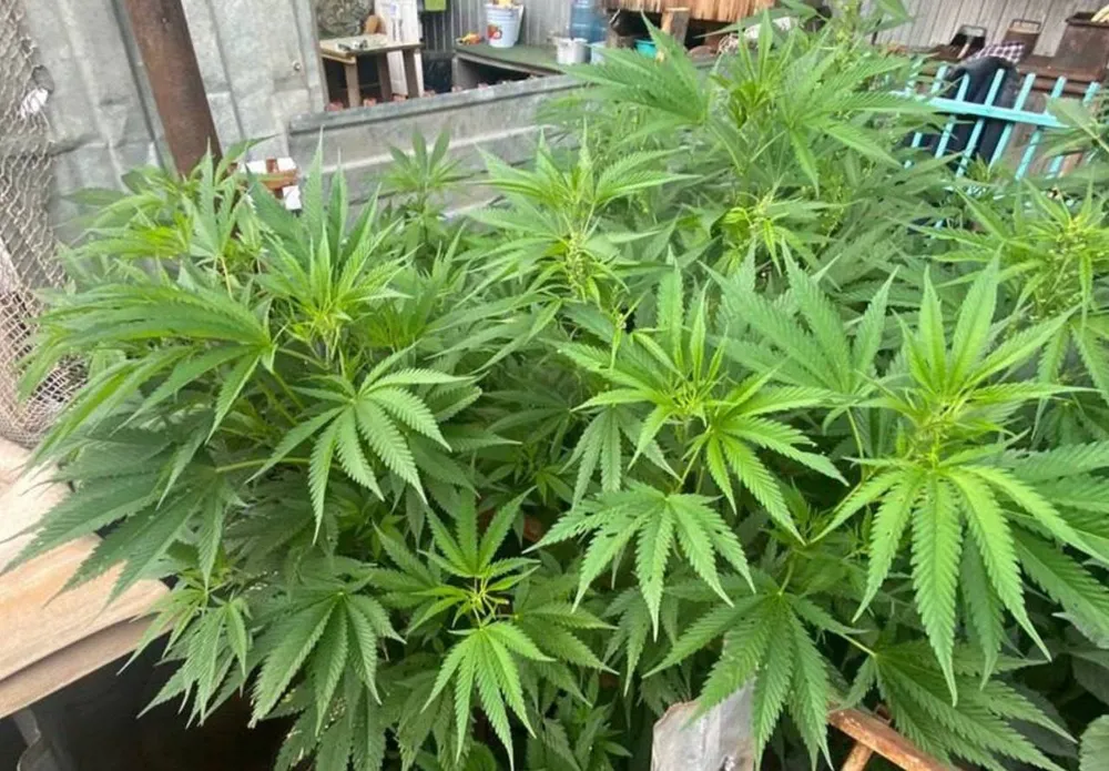 Всё для себя: почти 400 кустов «травки» вырастила в секретном месте пожилая хабаровчанка