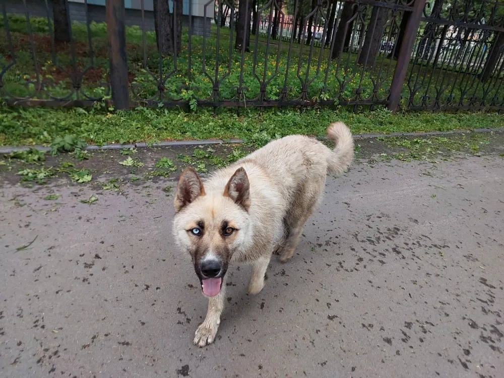 Штрафы за кормление бездомных животных могут появиться в ЕАО