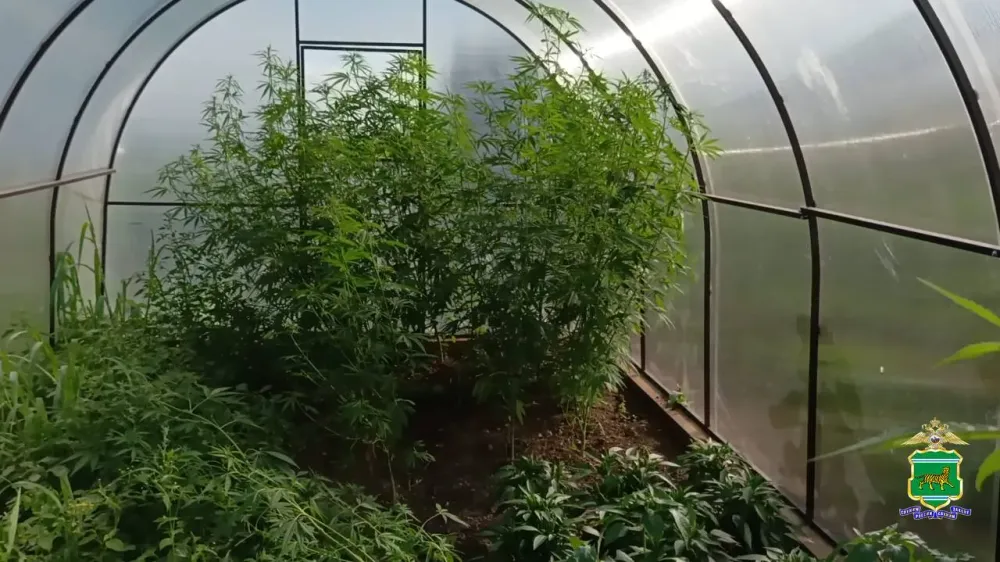 Развел плантацию мака и конопли на собственном участке ранее судимый житель ЕАО