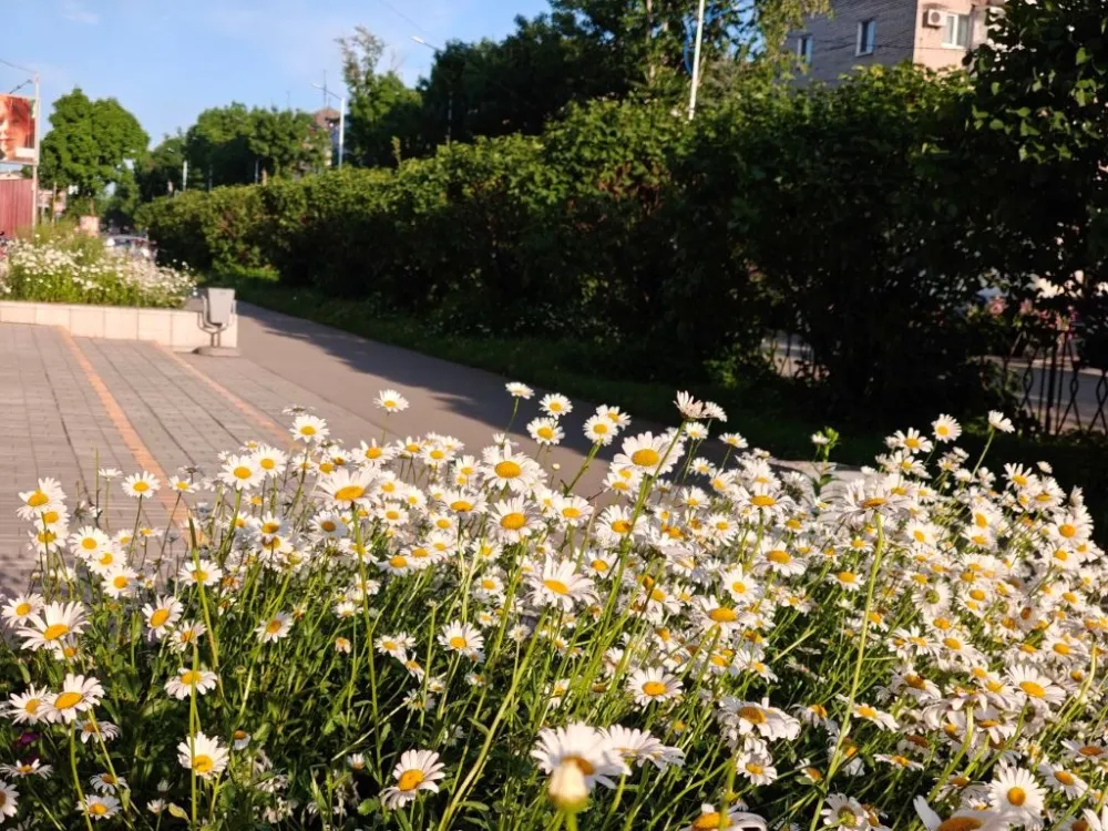 Погода на 18 августа: переменная облачность и слабый ветер ожидаются в ЕАО