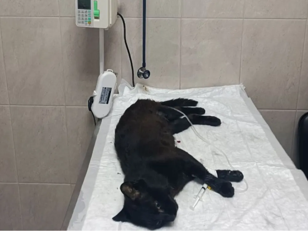 Полиция выясняет причины гибели кота в Биробиджане