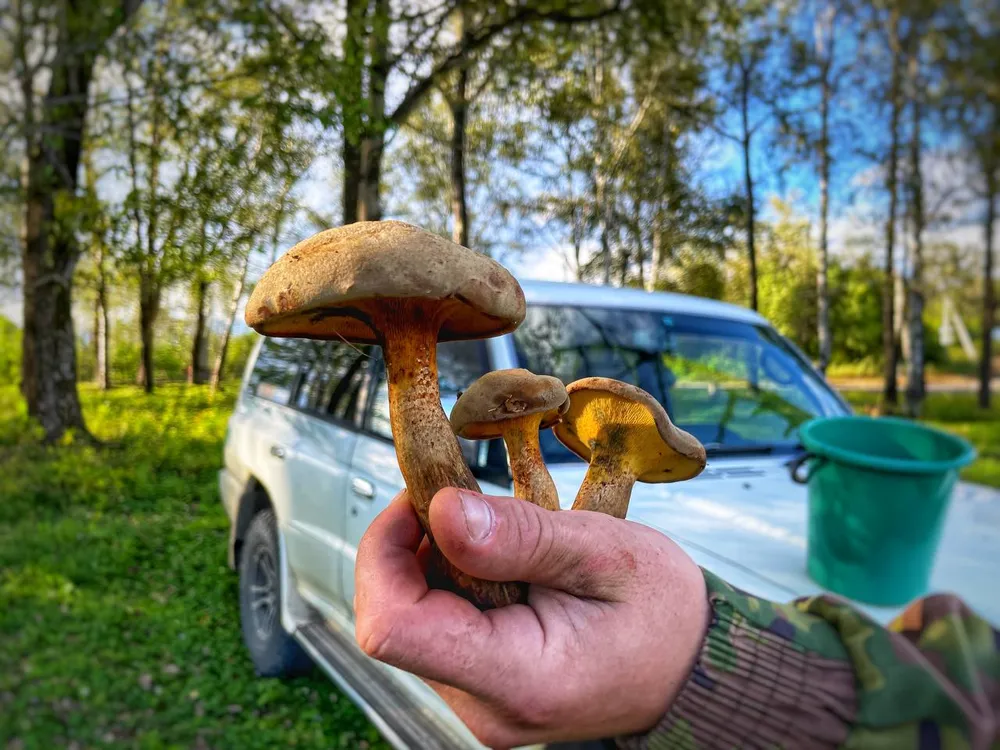 Как отличить съедобные грибы и ягоды от ядовитых, рассказали в Роспотребнадзоре по ЕАО