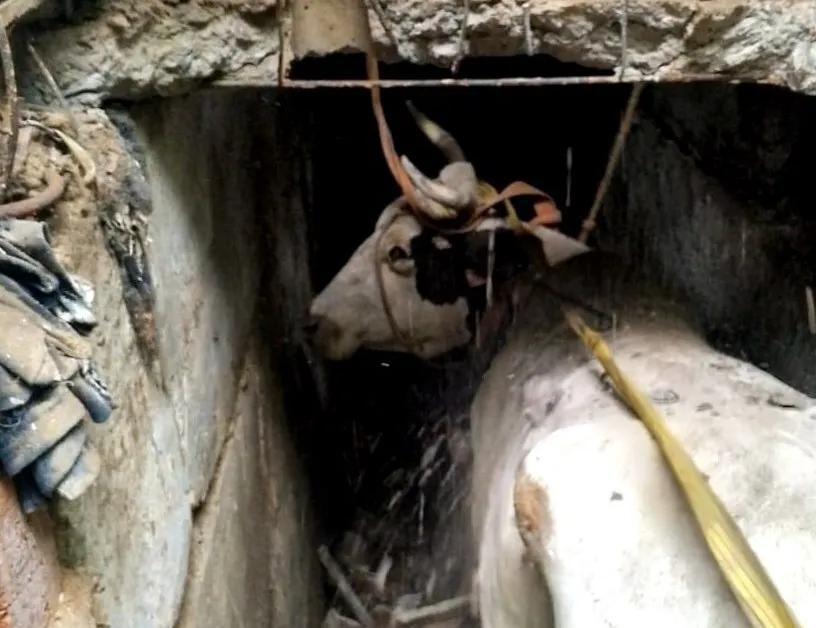 Жители села в ЕАО были в шоке, найдя корову в заброшенном доме, вызвали спасателей